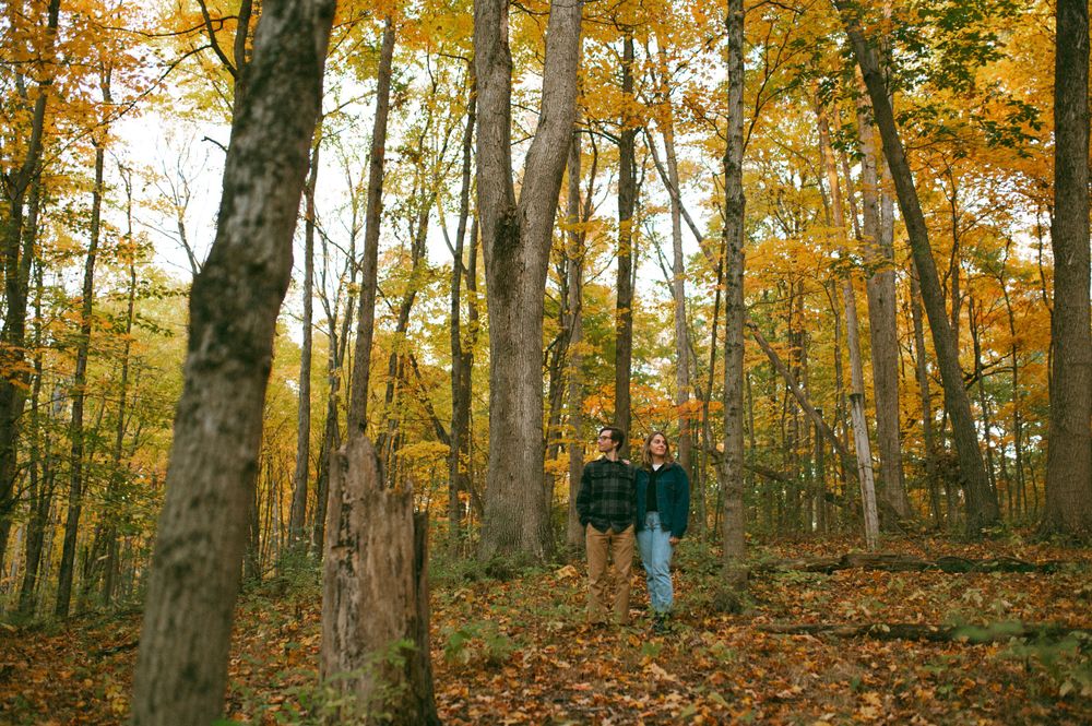 Distant figure standing among tall trees in autumn forest with golden leaves.