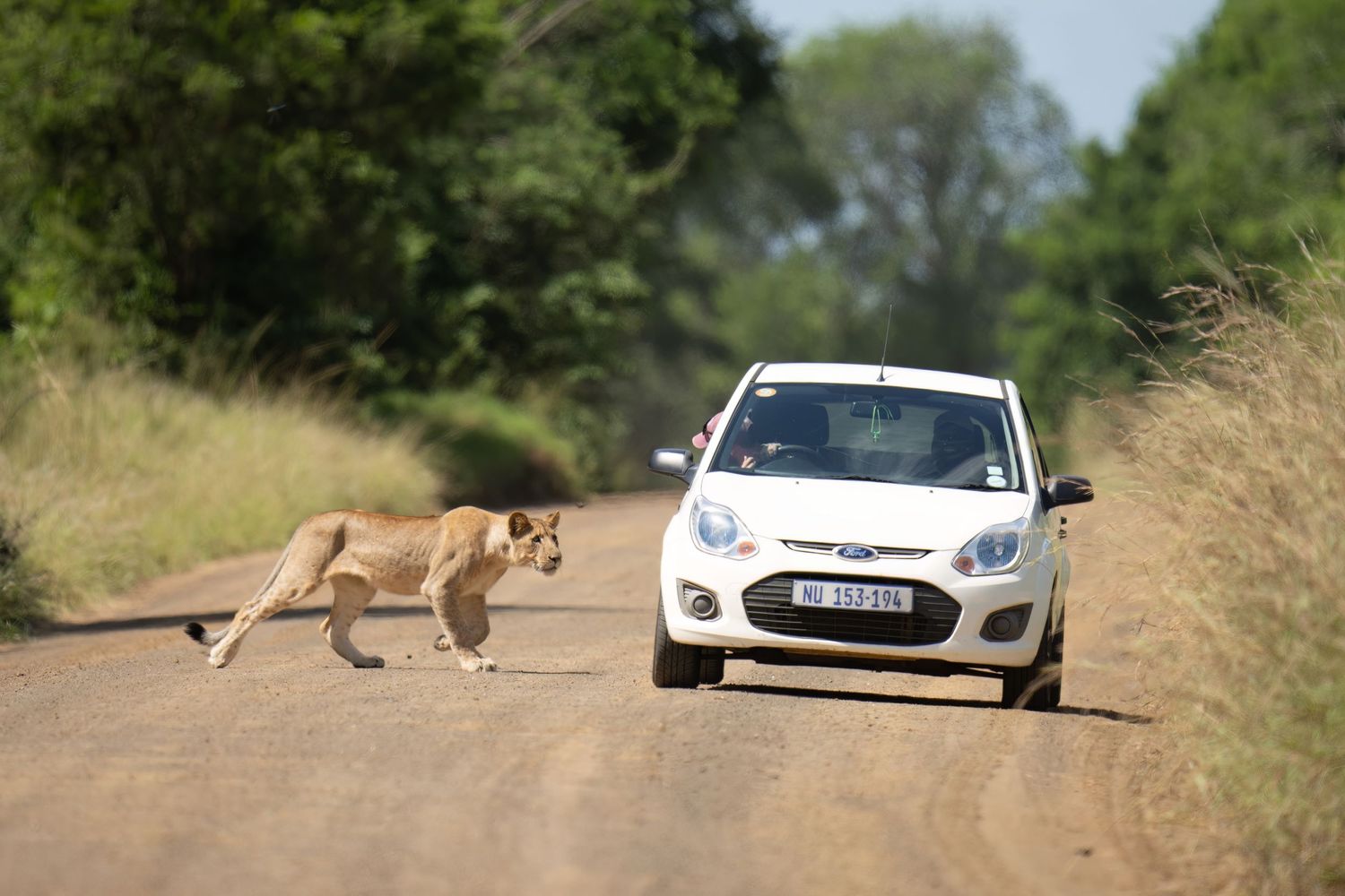 Lion crossing road in front of white vehicles in wildlife safari scene.