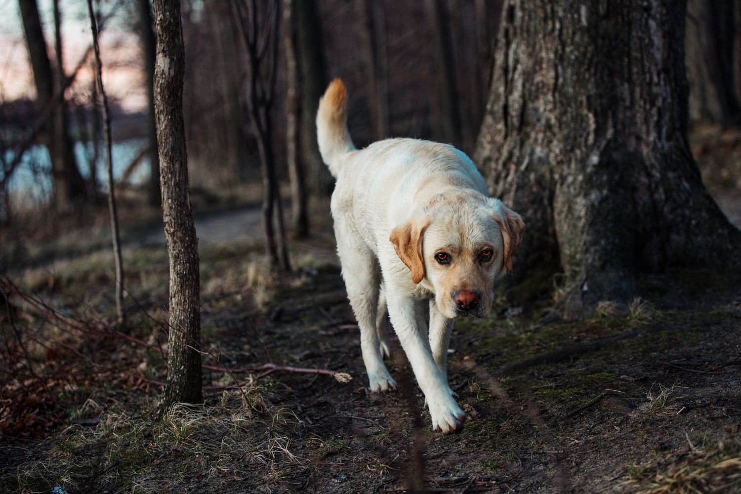 Metro Detroit Pet Photographer captures Yellow lab walking through woods beautiful eyes