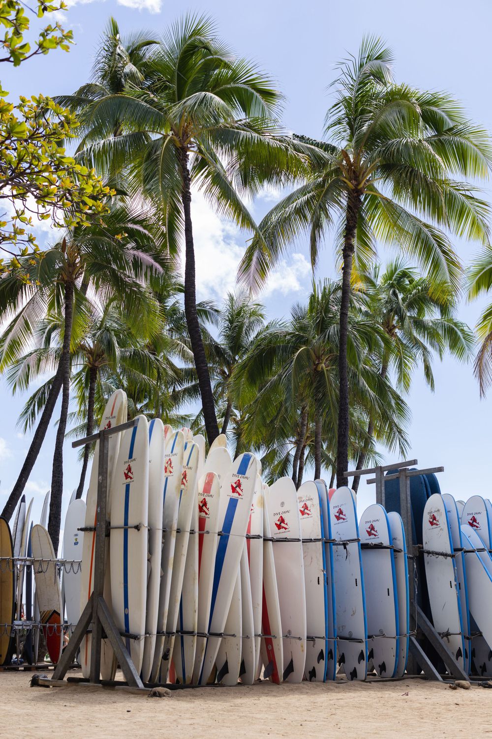 Row of surfboards lined up against palm trees on a tropical beach.