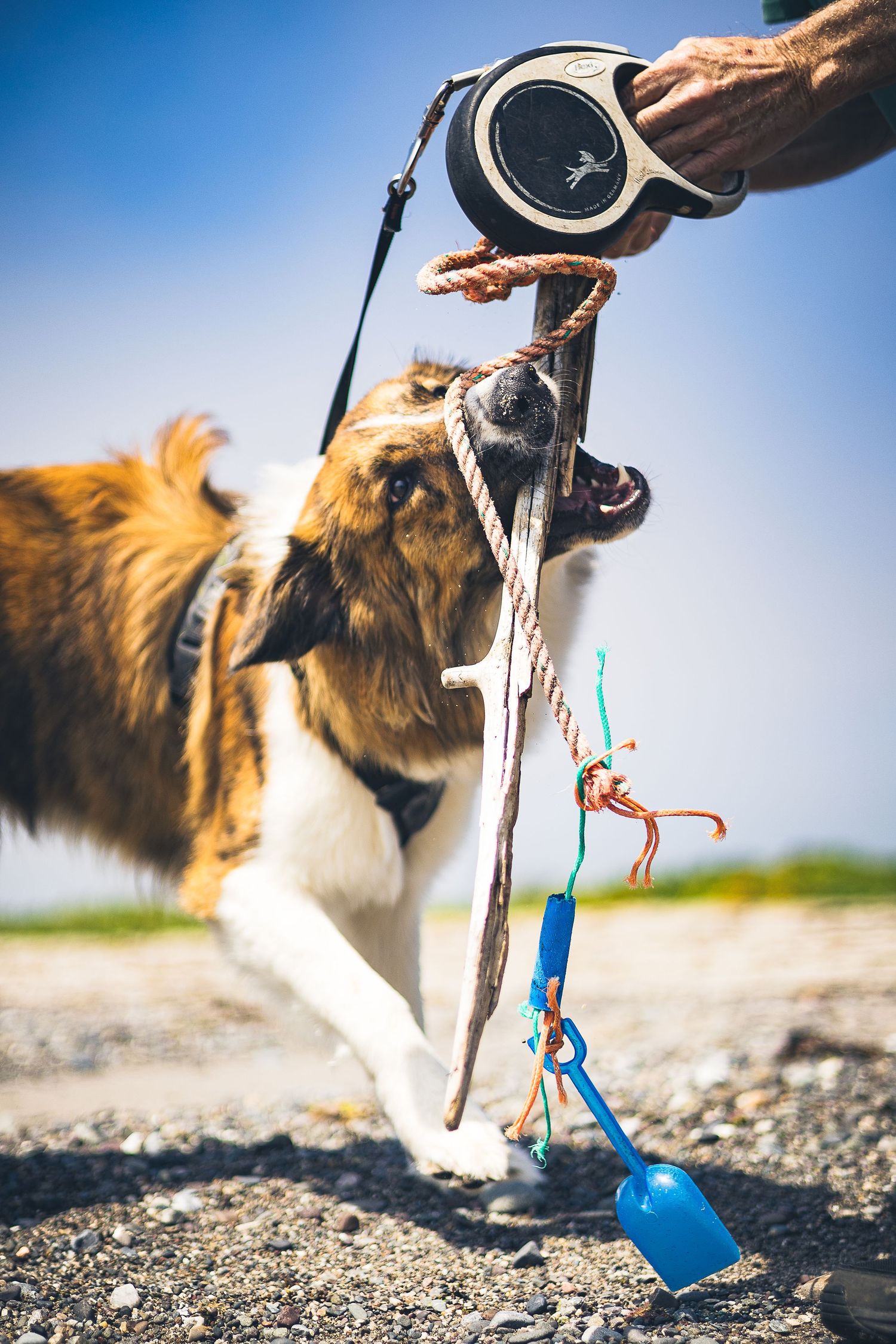 A dog playing with its owner