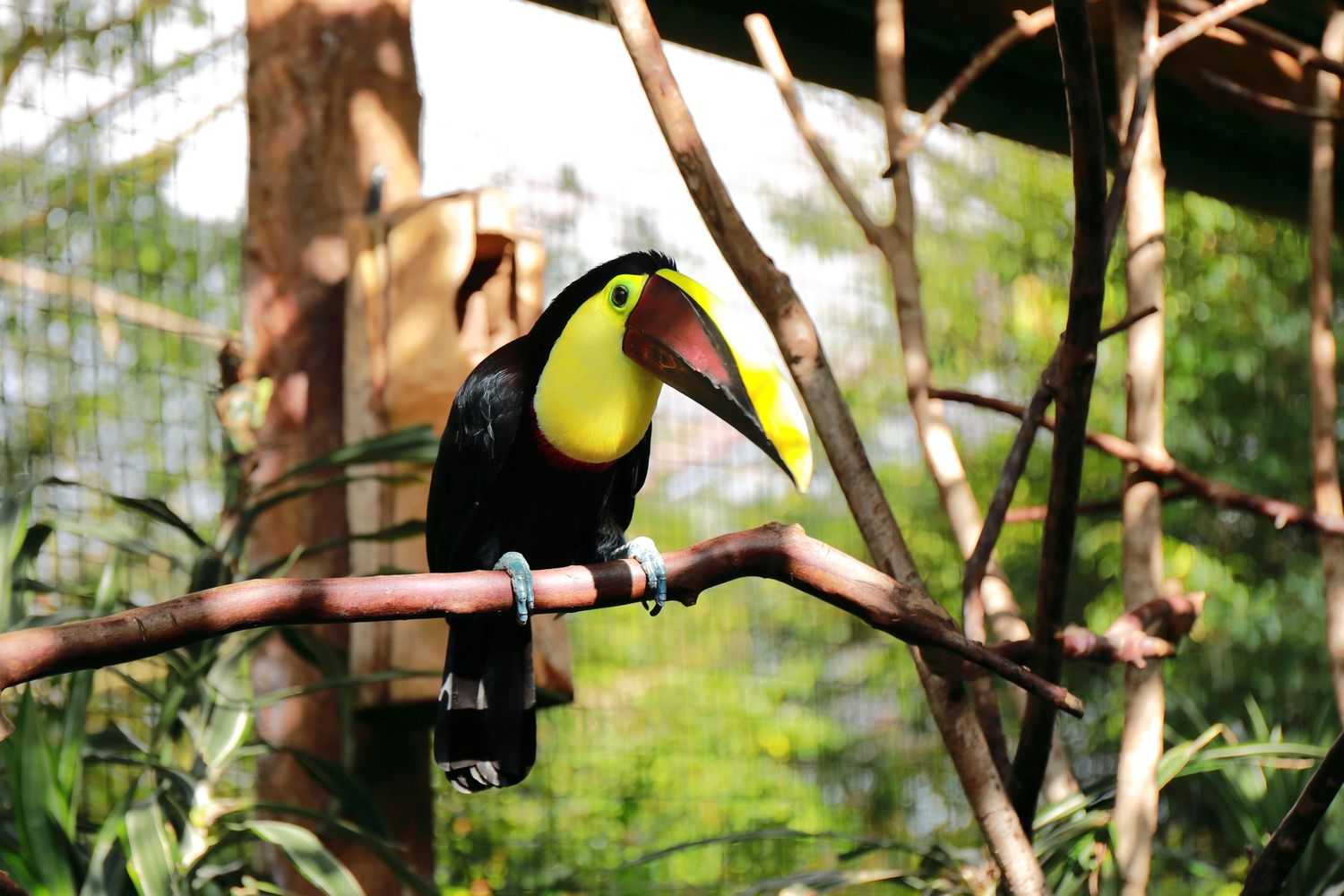 Colorful toucan bird perched on a branch in natural habitat.