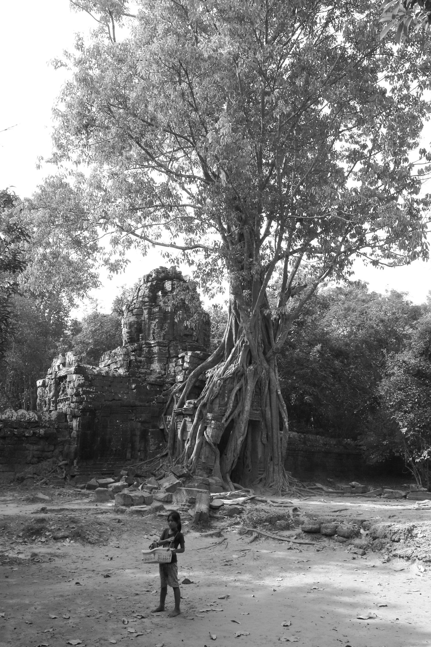 Ancient temple ruins with massive tree growing over stone walls in black and white.