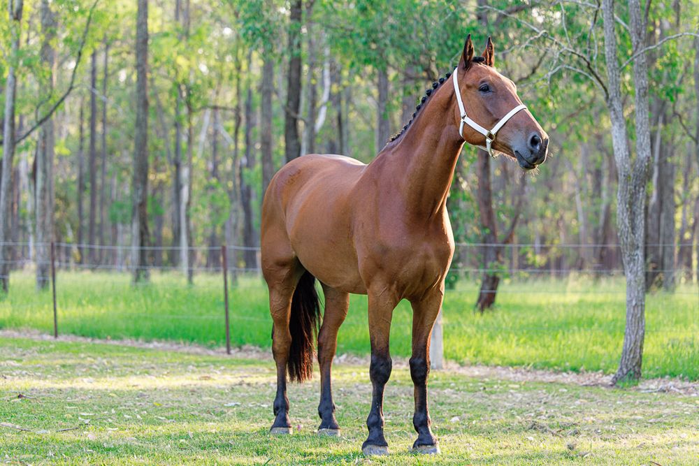 Beautiful brown horses join the wedding photoshoot in a natural forest setting.