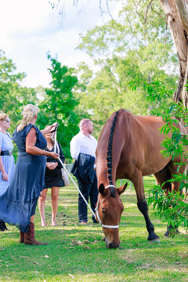 Brown horses grazing on grass while wedding guests mingle in background.