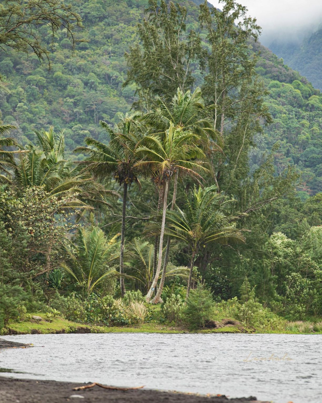 Tall palm trees line a tropical shoreline with lush green mountains in the background.