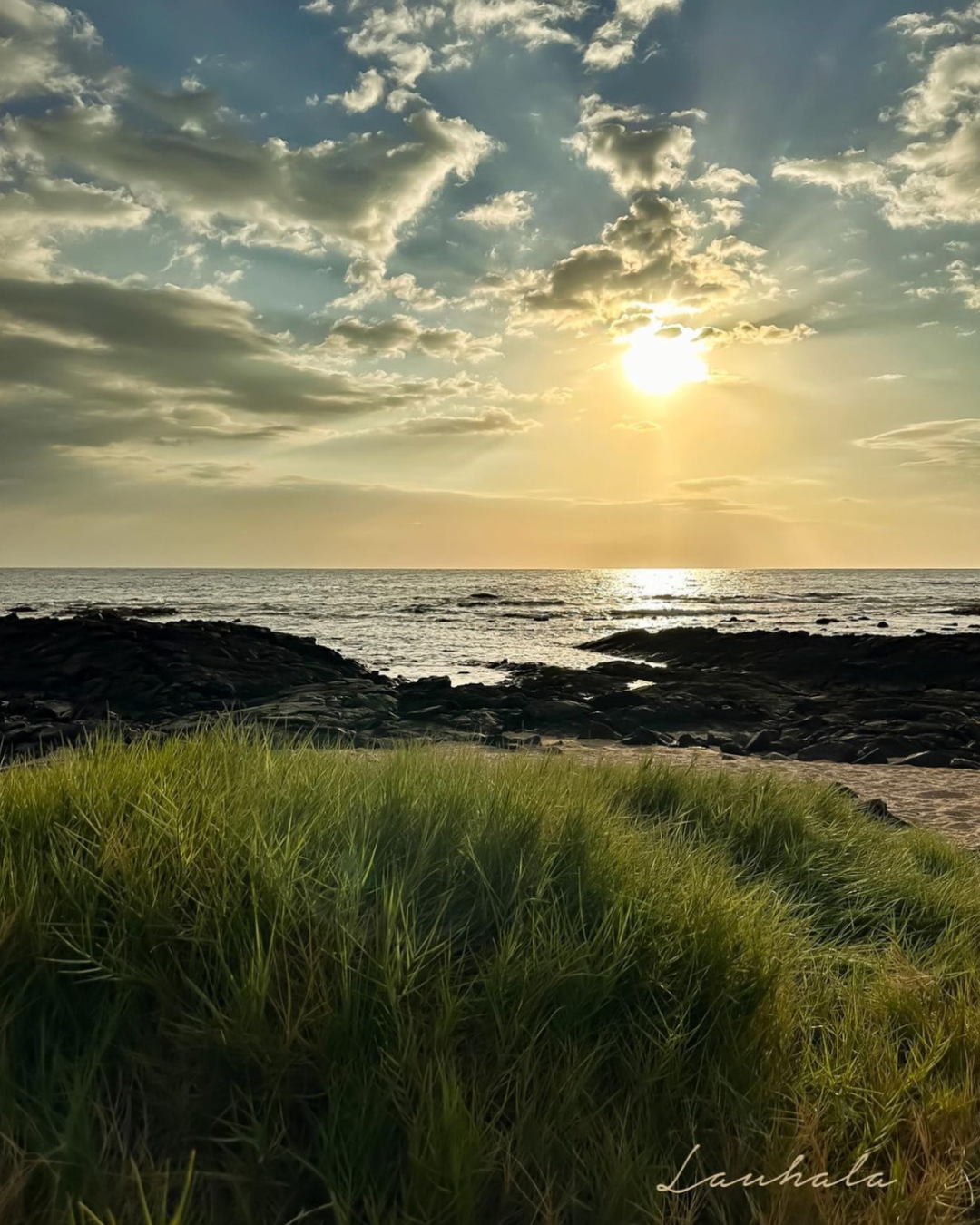 Golden sunset over rocky coastline with tall grass swaying in foreground.