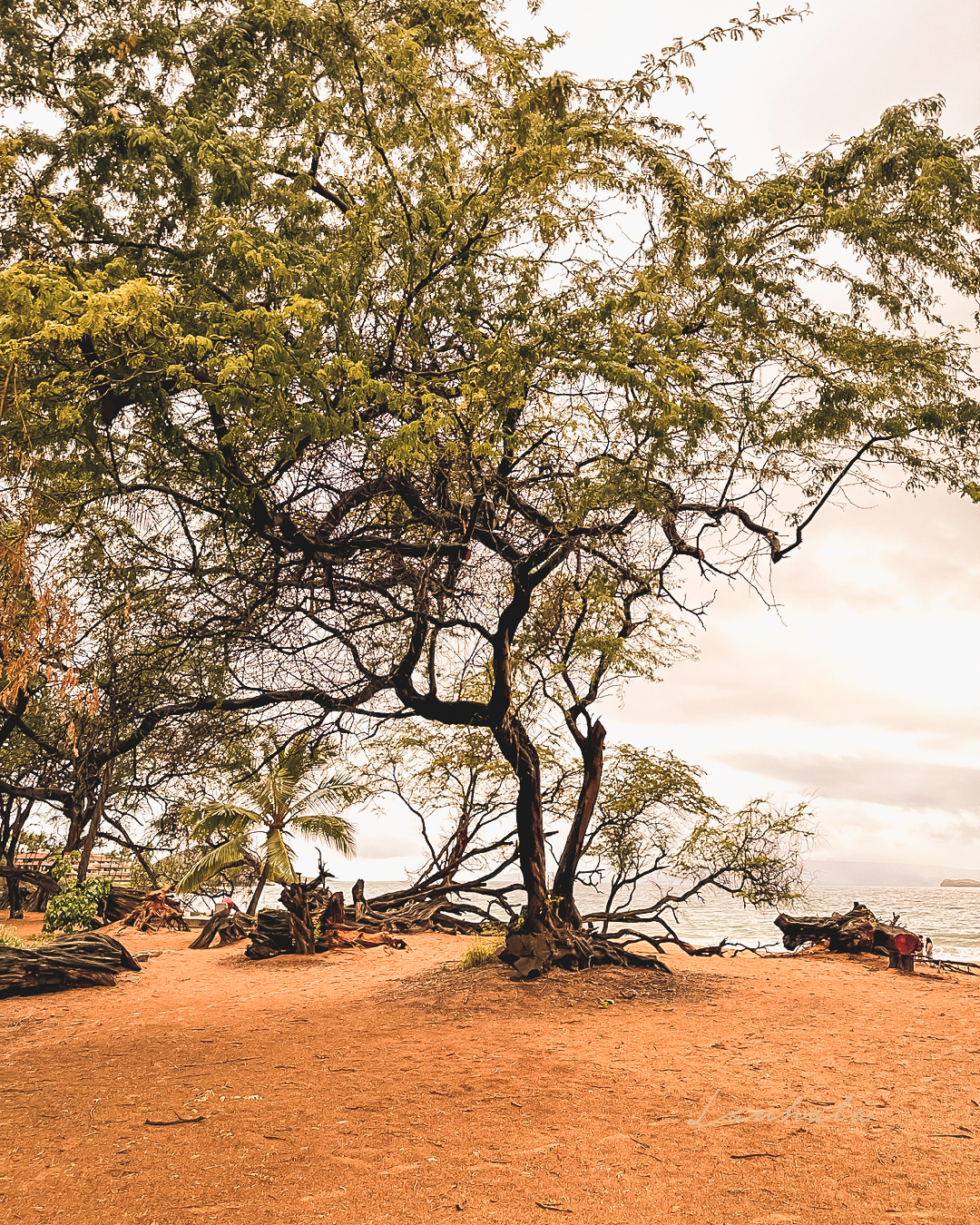 Gnarled tree branches frame a rustic coastal scene with red dirt and ocean views.