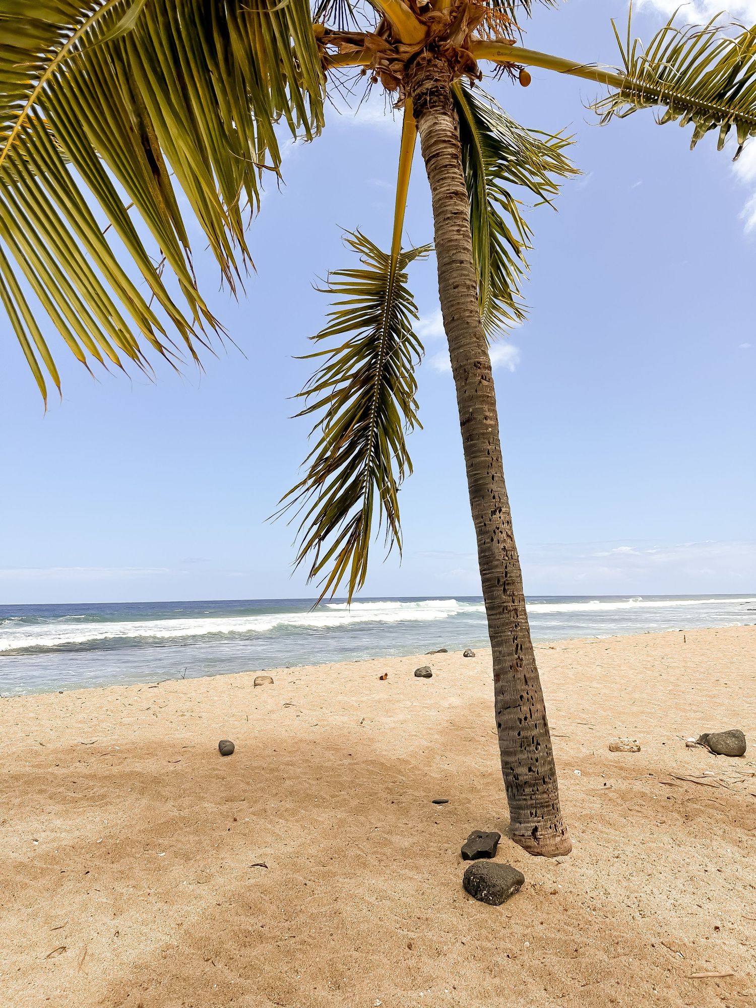 Palm tree leaning over a sandy beach with ocean waves and rocks in the background.