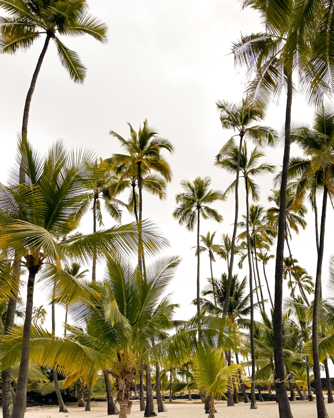 Tall palm trees sway against an overcast sky at a tropical beach location.