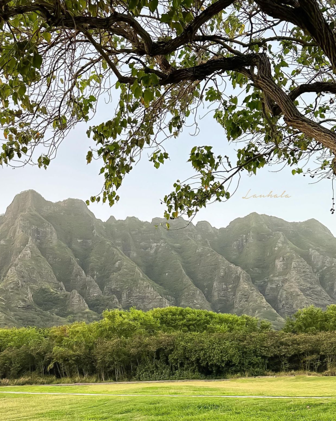 Majestic mountain ridges of Hawaii framed by overhanging tree branches and green field.