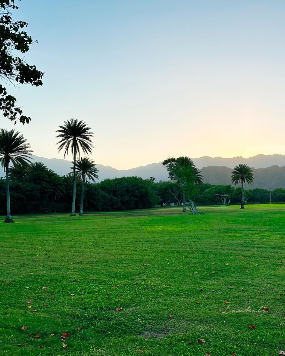 Palm trees dot a green lawn with mountains silhouetted in the distance at dusk.