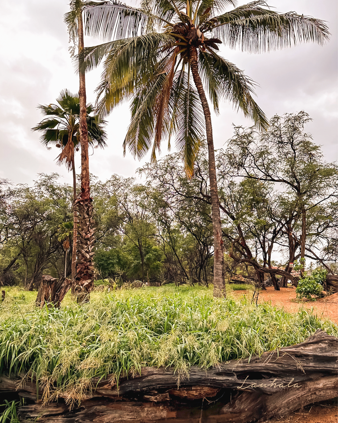 Palm trees and lush vegetation grow along a weathered shoreline in a tropical setting.