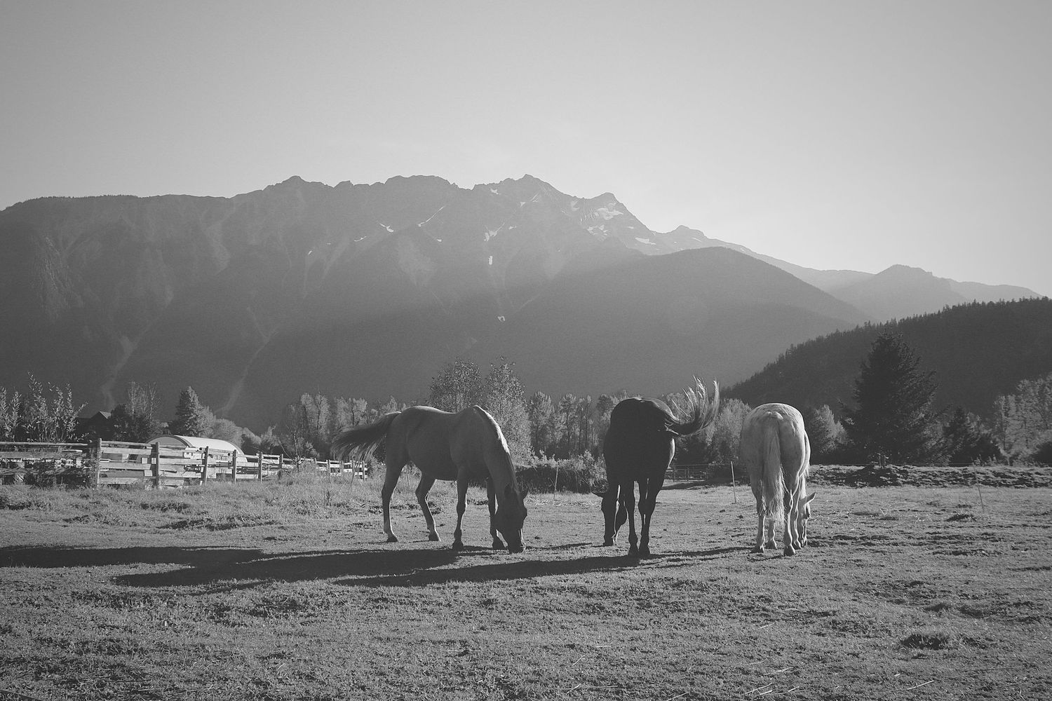 three mares horse photo