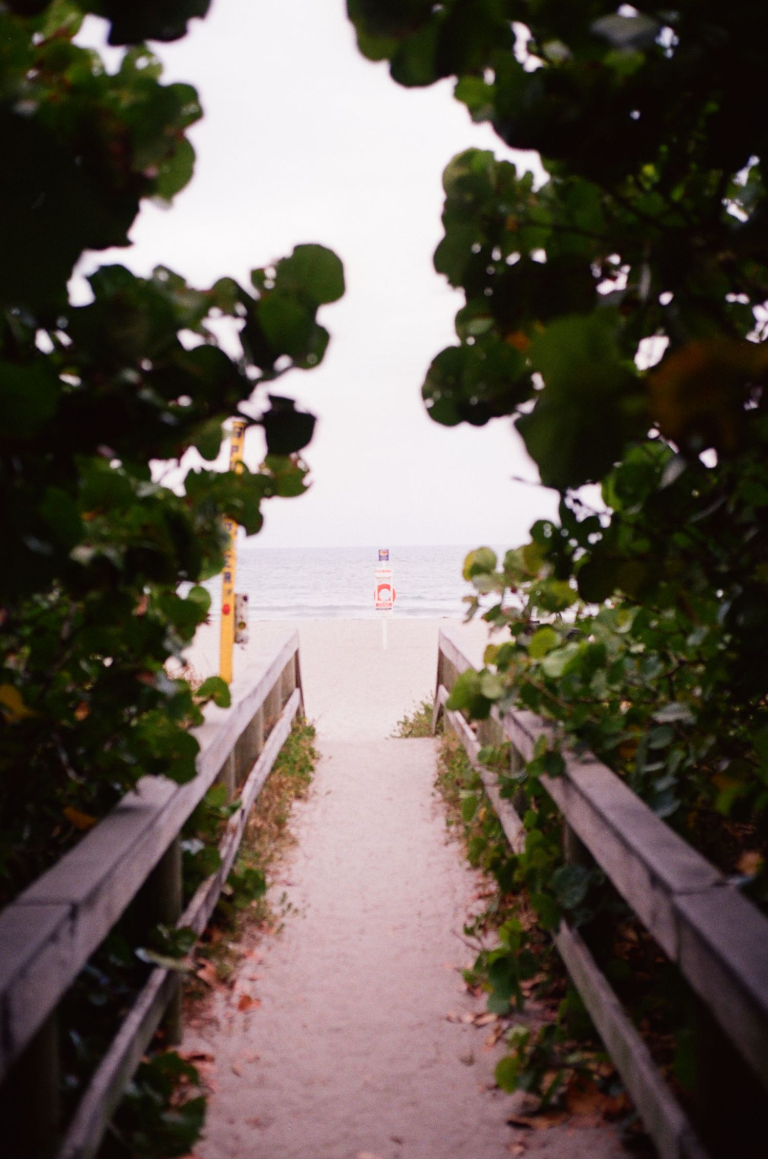Sandy beach boardwalk path lined with wooden benches and sea grape trees leading to the oceanfront.