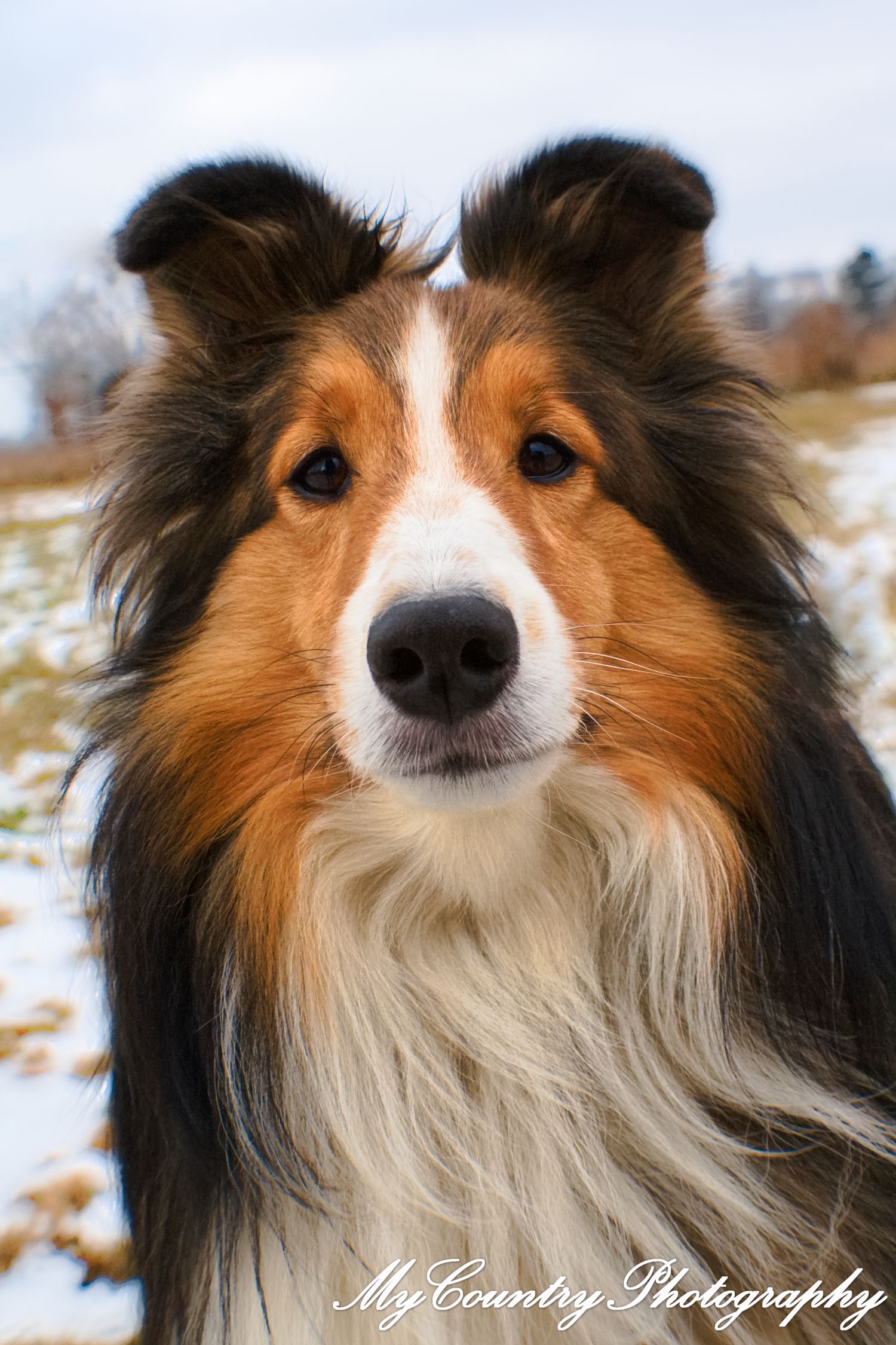 Close up of dog.