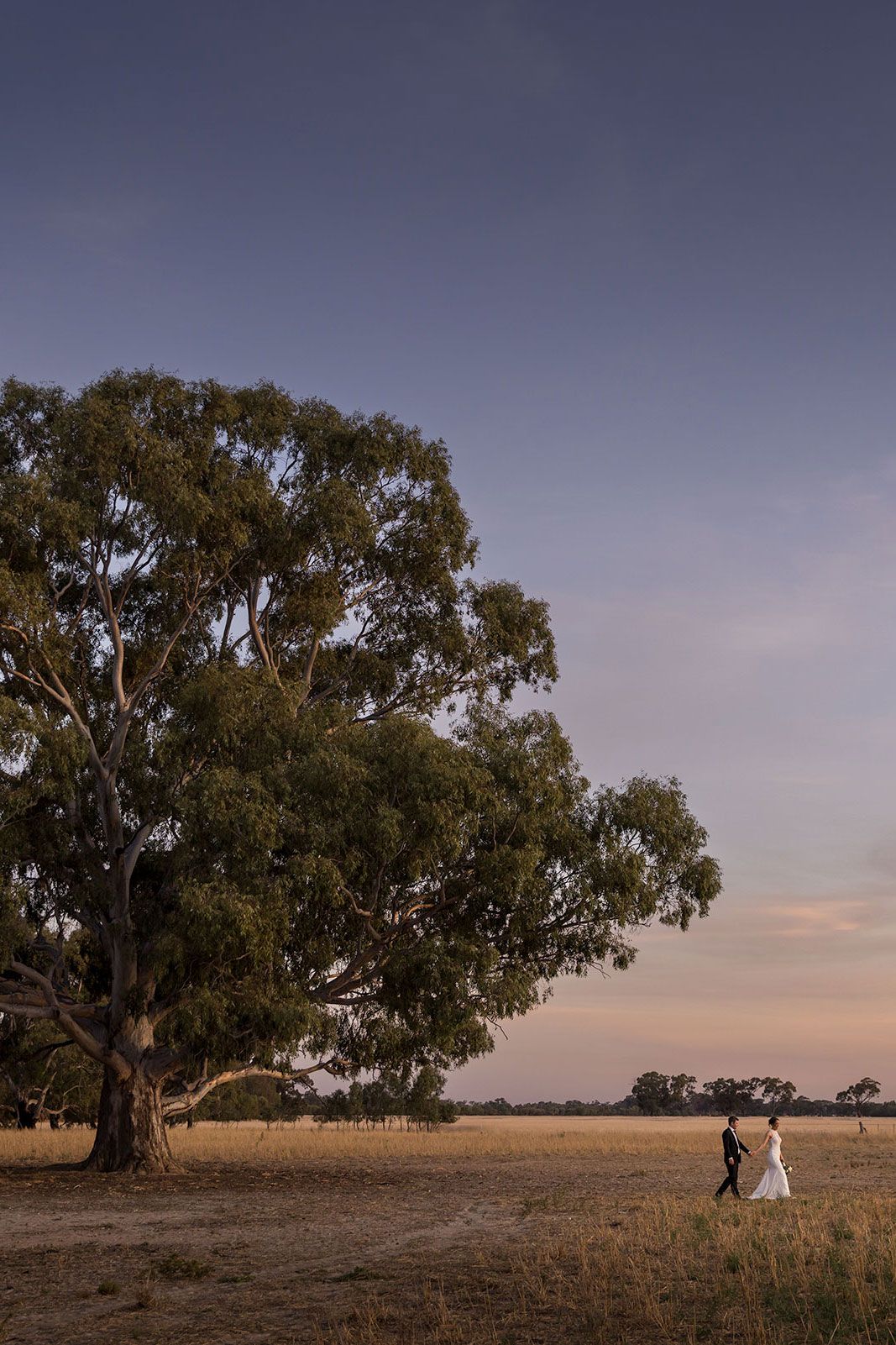 Bride and Groom, Sunset photography at Bendigo Wedding, Bendigo Wedding Photography, Wedding Photo, Bendigo, Farm