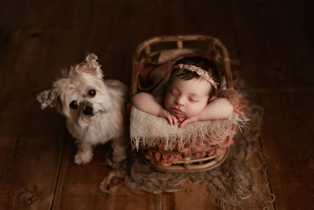 newborn girl posed in a bamboo newborn prop with her dog sitting next to her