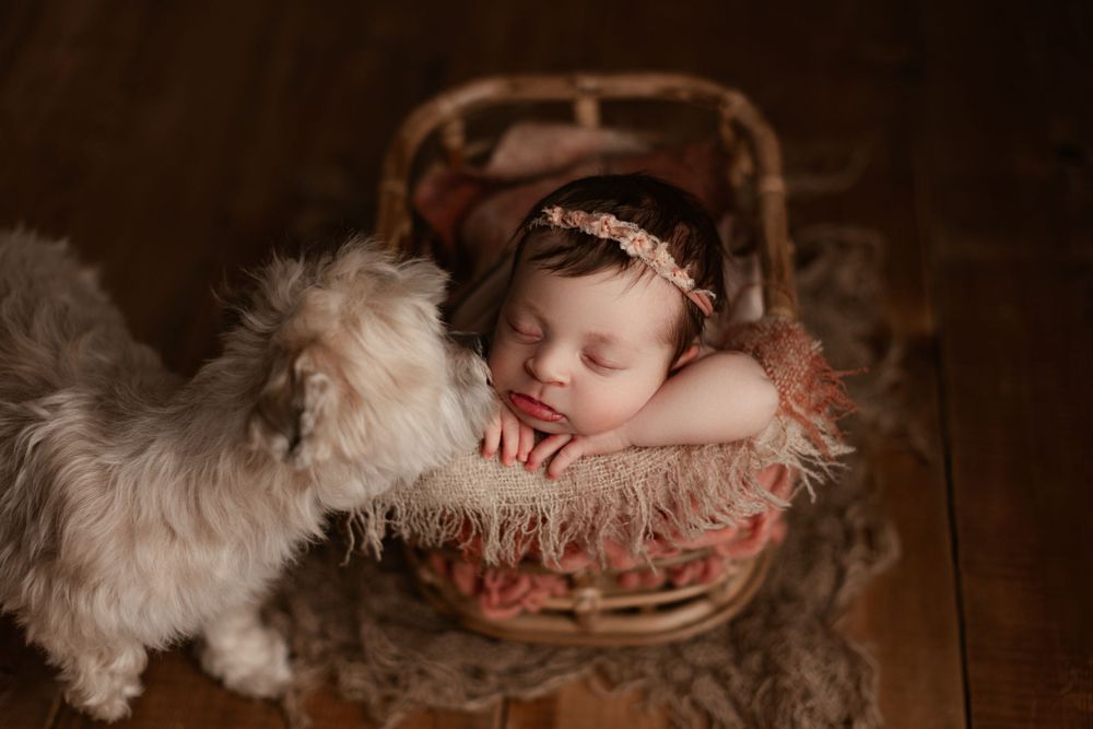 dog smelling newborn baby while posed for a newborn session in a bamboo prop