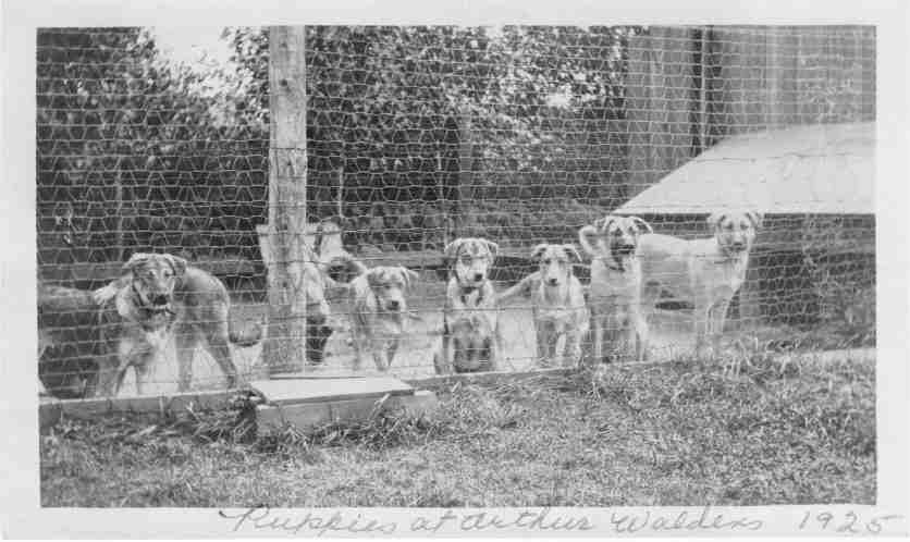 Chinook puppies: historical photo taken in 1925.