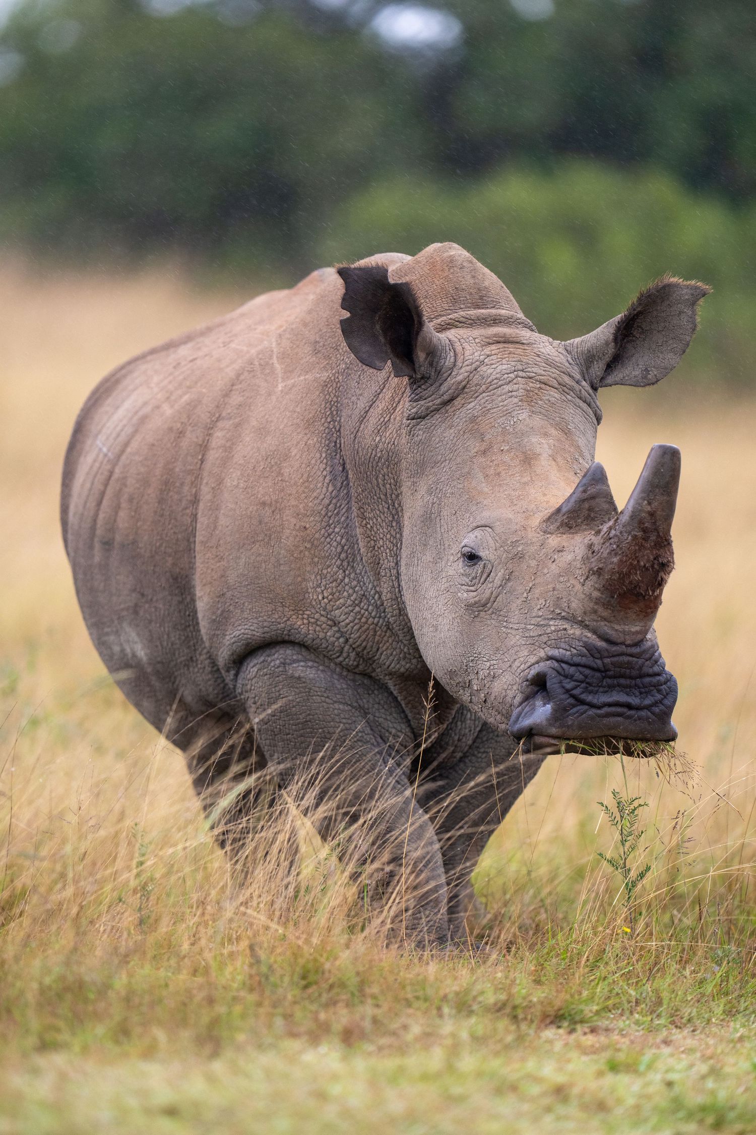 A white rhinoceros stands alert in tall grass with its distinctive horn and thick gray skin visible.