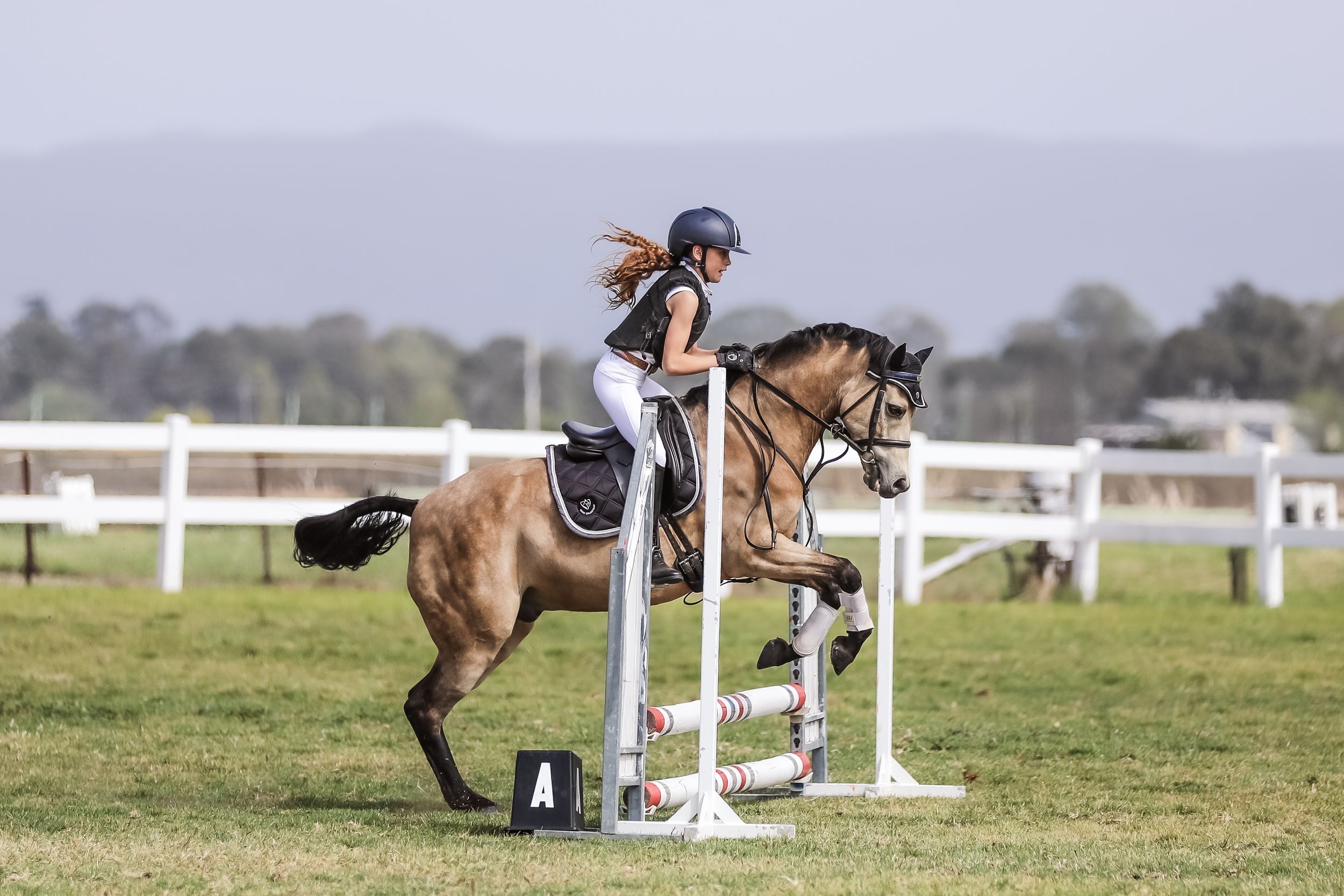 Equestrian photography.
