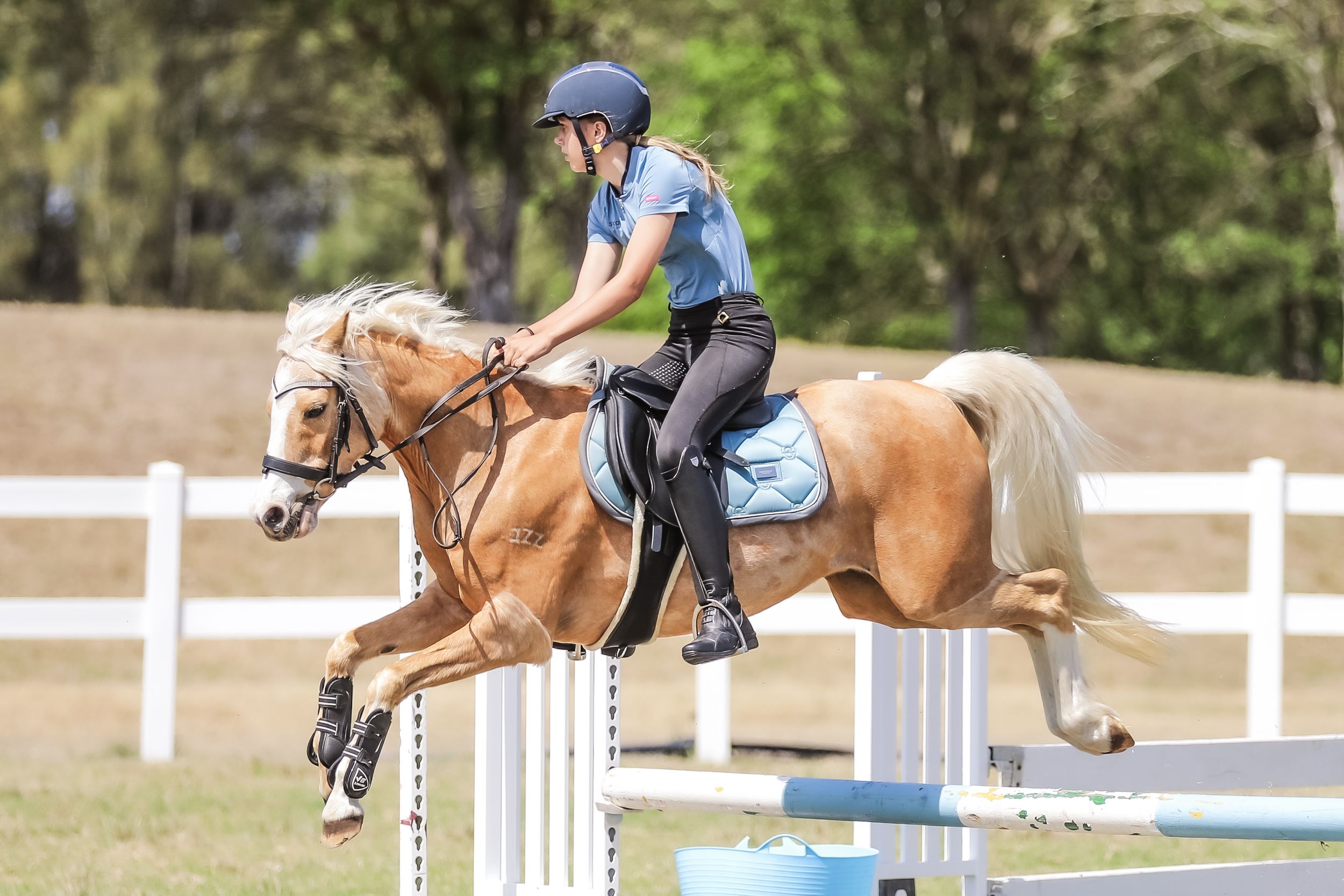 Equestrian photography.