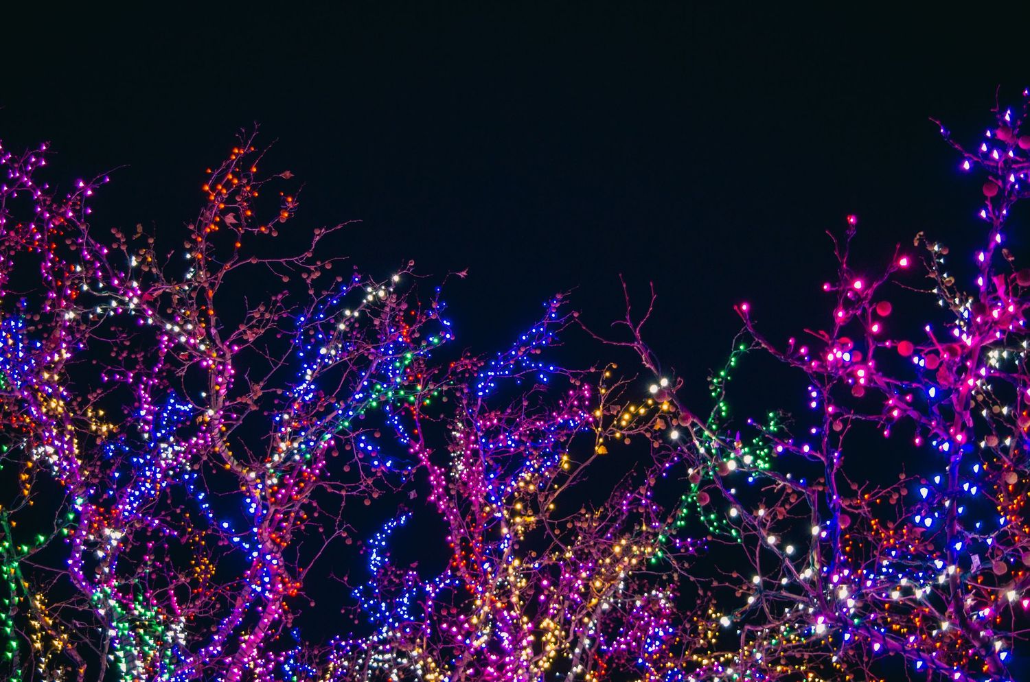 Colorful LED lights illuminate trees with purple, pink, and blue hues against dark night sky