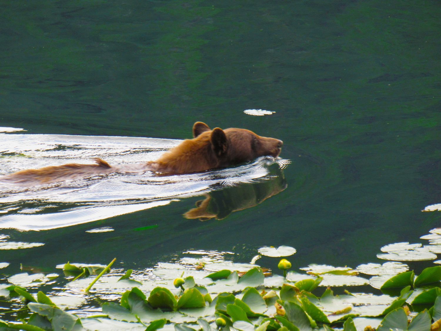 Cory J. Cravatta photo of a cinnamon Black bear swimming among lillies at Yellowstone National Park
