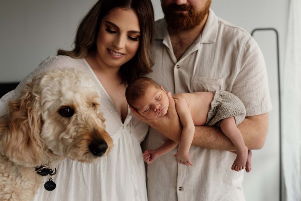 Family portrait with mother, father, newborn baby and fluffy golden doodle dog in bright studio.