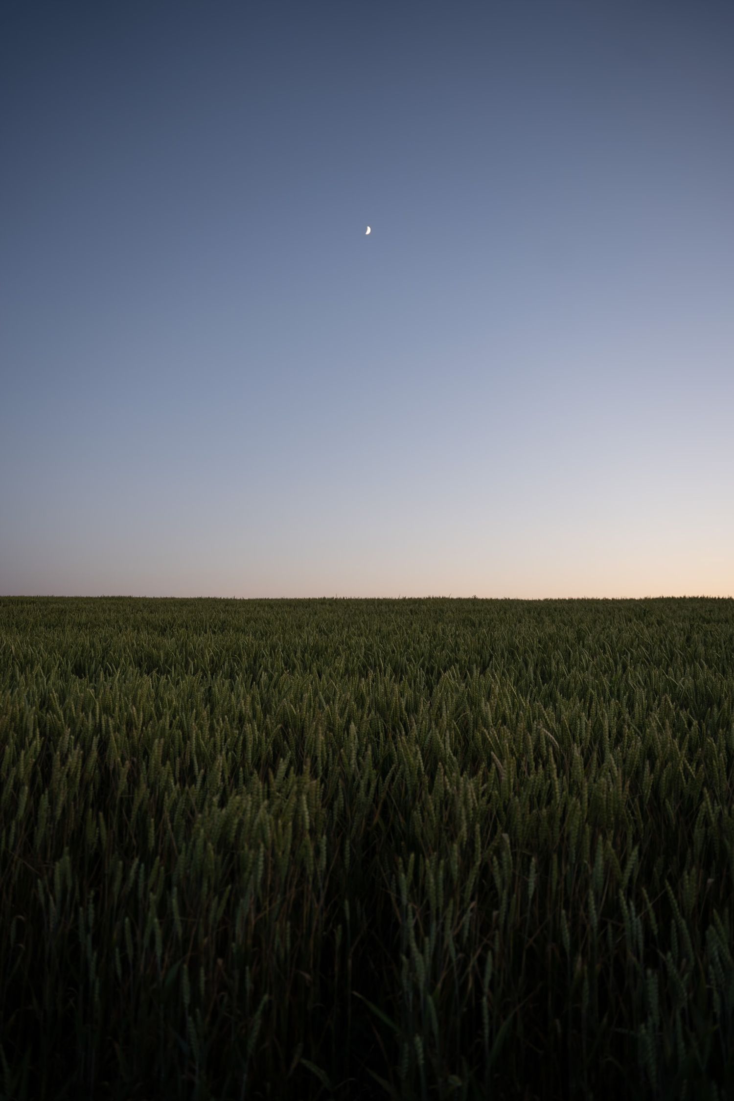 Champ de blé en Normandie entre Yport et Etretat sur la côte d'albatre en seine-maritime à la tombée de la nuit.