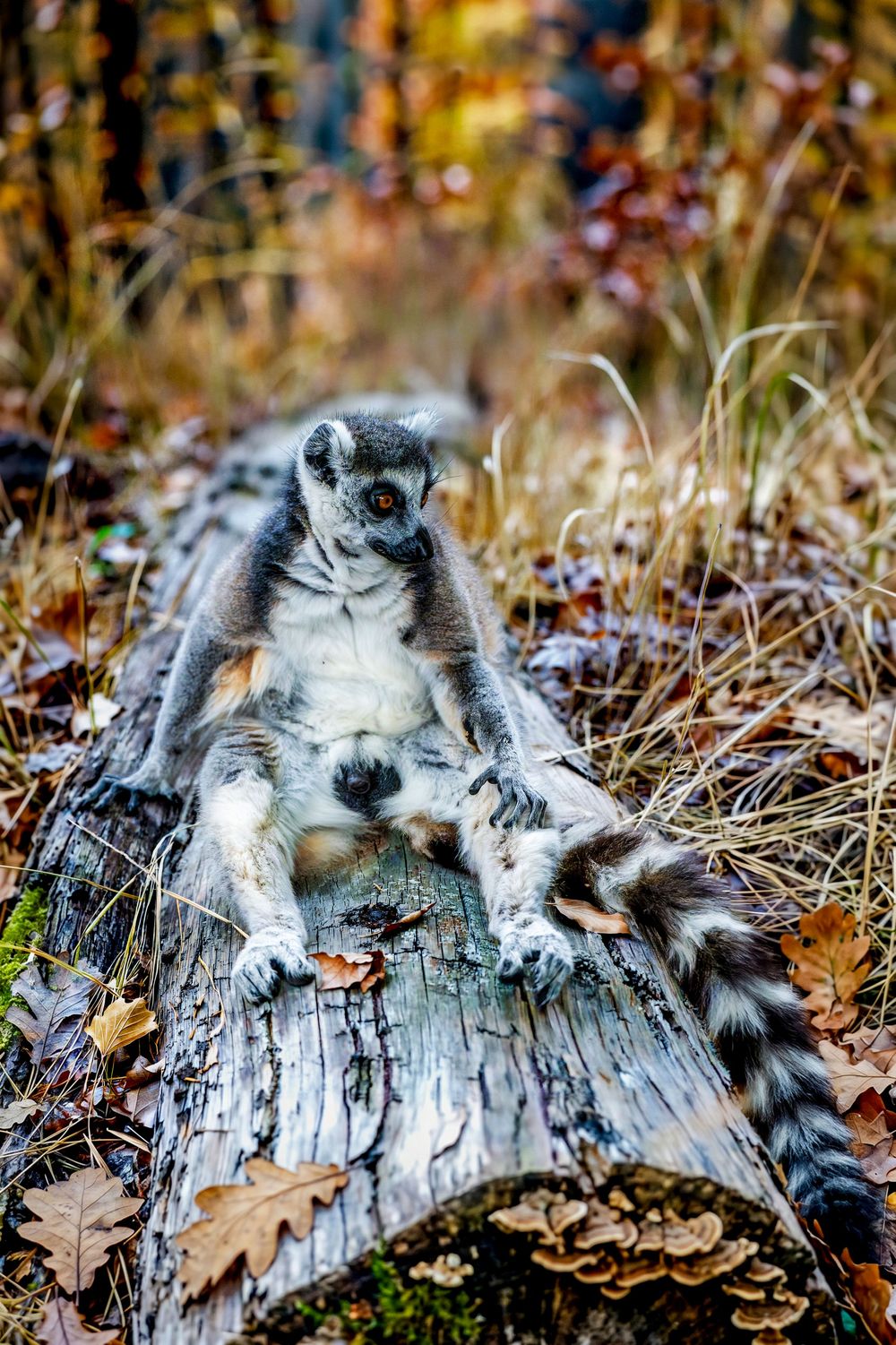 Ring-tailed lemur lounging on a mossy log in an autumn forest, displaying its distinctive striped tail and large orange eyes.
