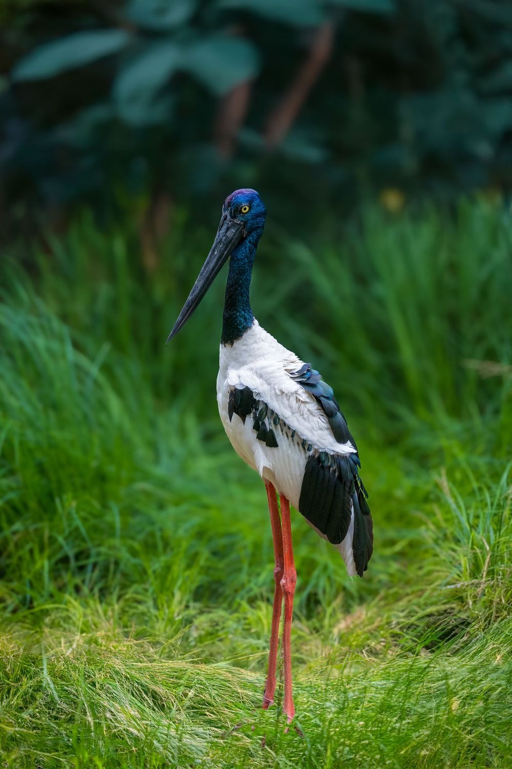 Black and white stork with long red legs and blue face standing in tall green grass.