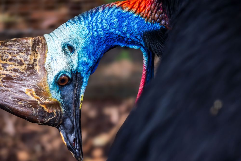 Close-up of a vibrant cassowary bird with striking blue and red neck plumage and a sharp beak near a branch.