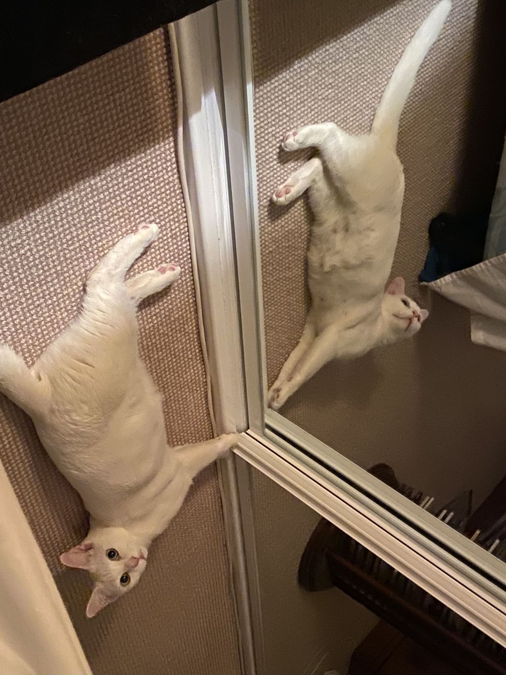 White cat looking at its reflection in mirror while standing against it.