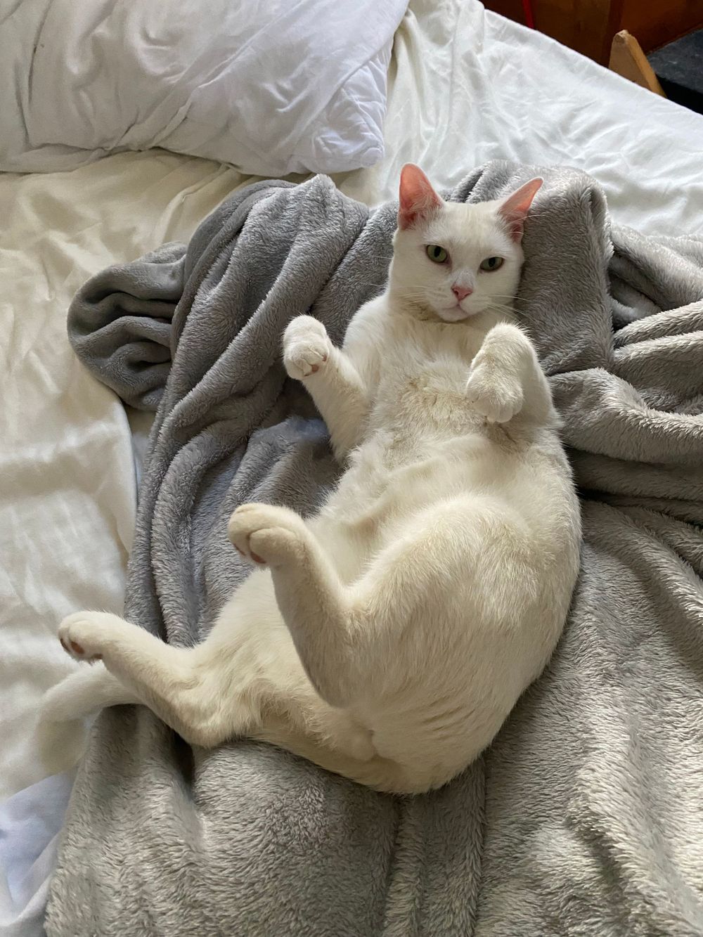 White cat lounges comfortably on a gray blanket with a relaxed pose on white bedding.