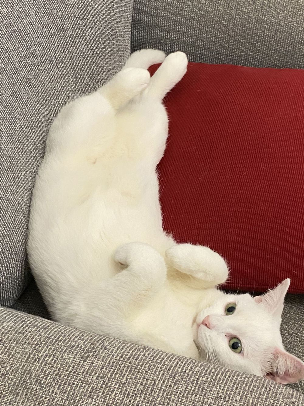 White cat lounging sideways on a gray and red couch cushion.
