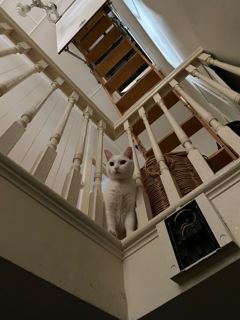 White cat peeks through white staircase bannister rails from above.