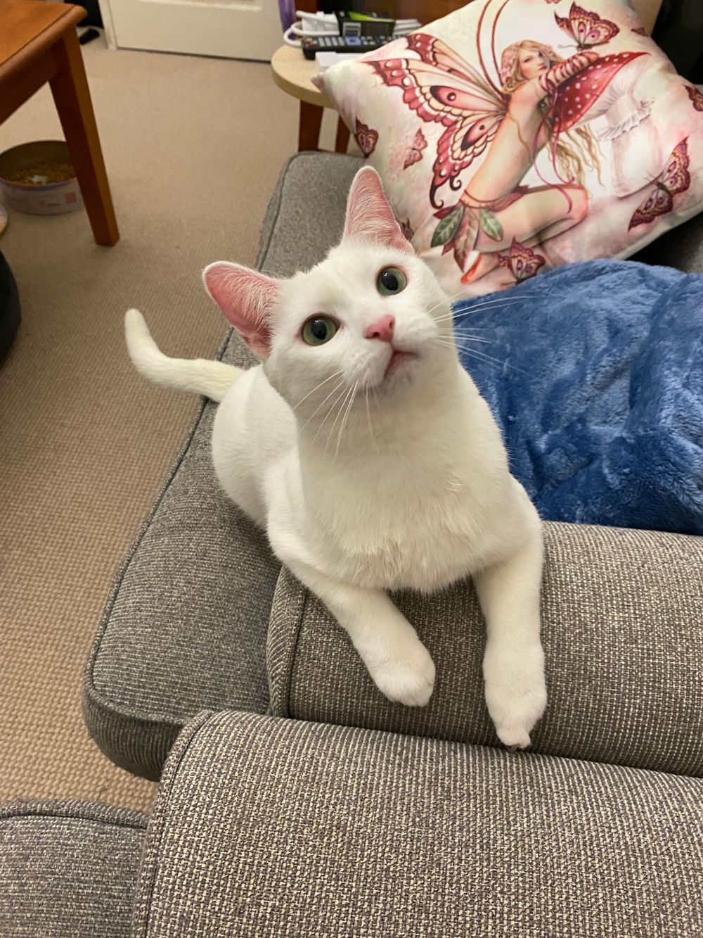 White cat lounging on grey couch with butterfly pattern pillow in background.