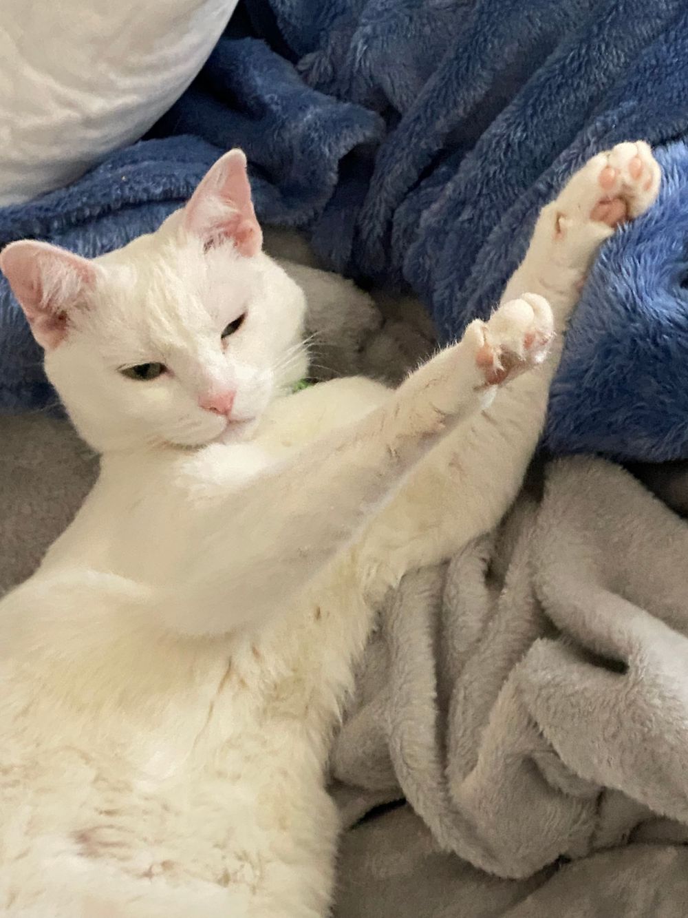 White cat stretches out lazily on blue and grey blankets.