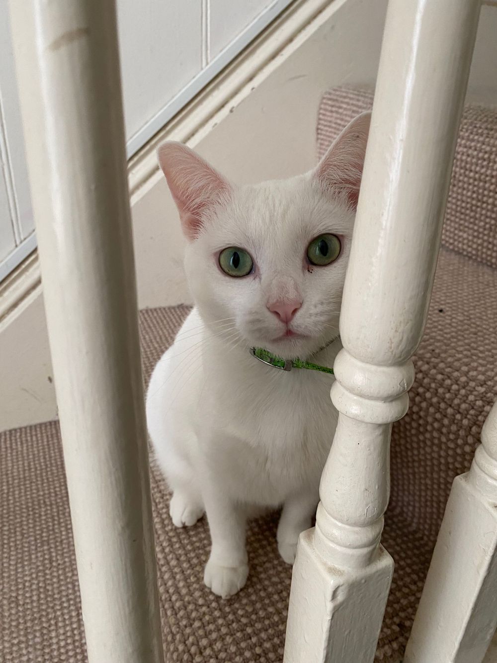 White cat with striking green eyes peeks through white staircase railings while wearing a green collar.