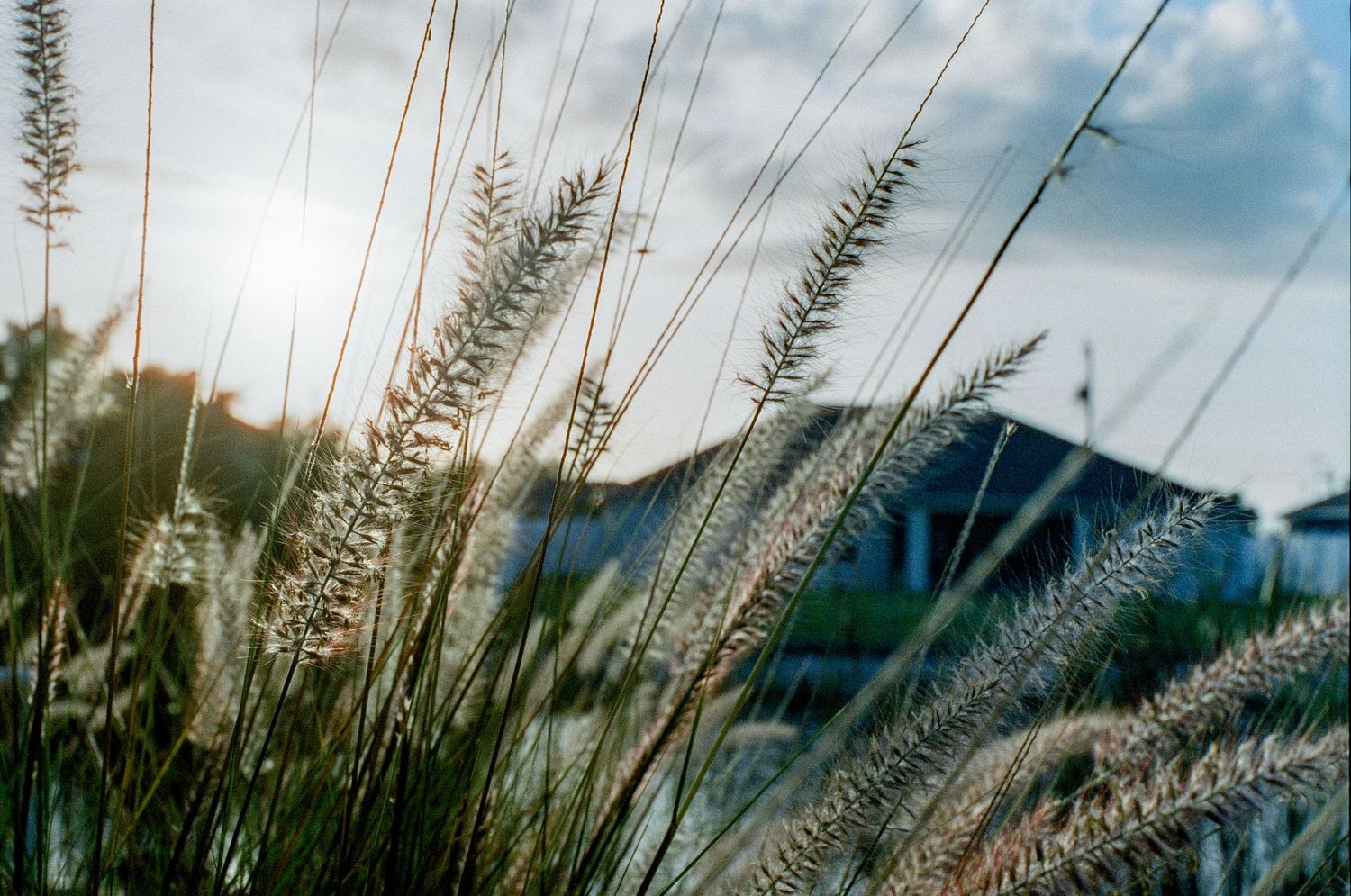 Decorative ornamental grass plumes sway in front of a blurred blue building on a cloudy day.