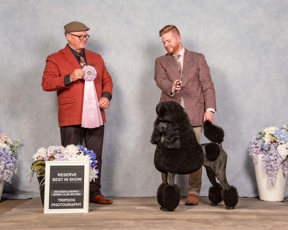 Dog Show Photography Red Deer Conformation Standard Poodle
