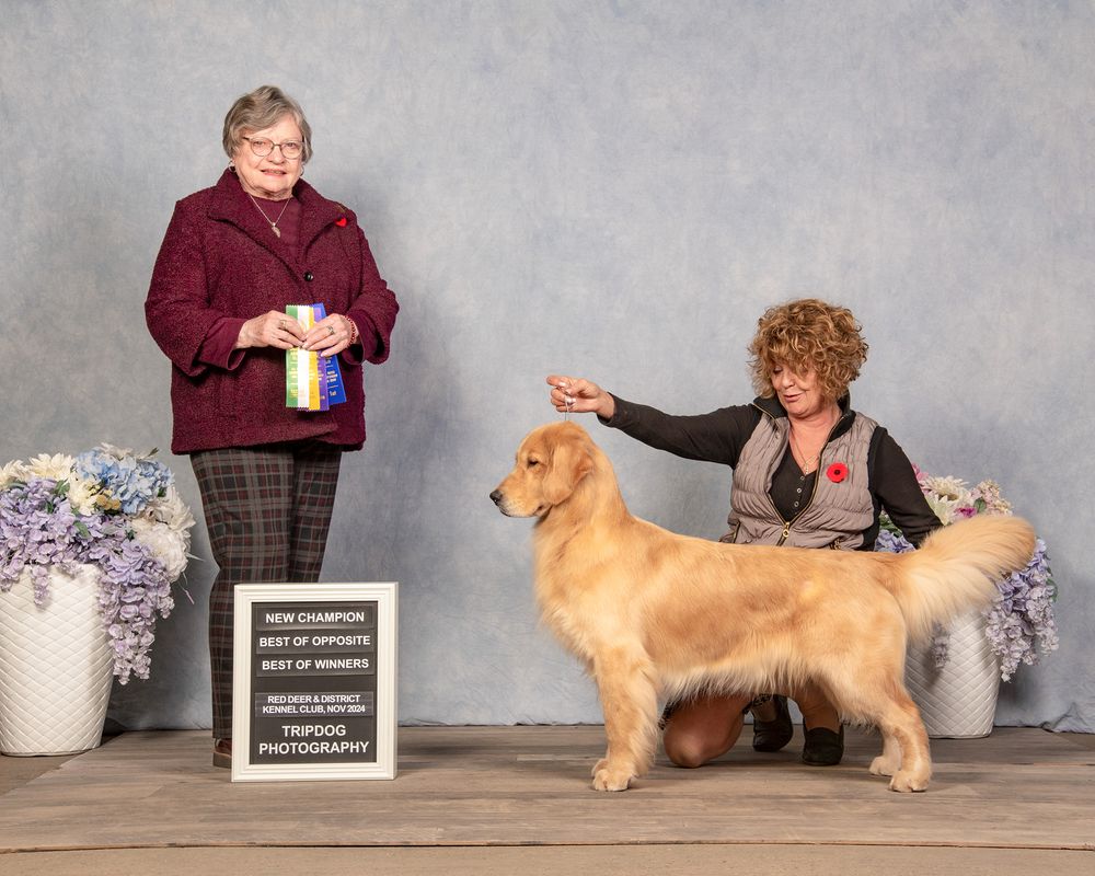 Dog Show Photography Red Deer Conformation Golden Retriever