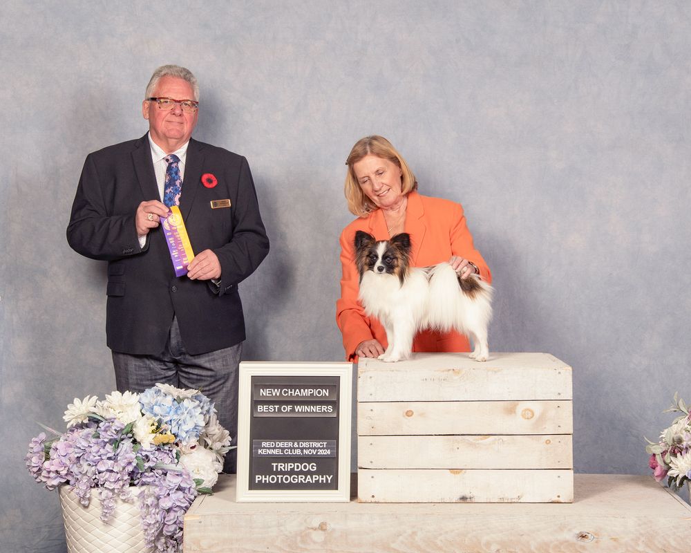 Dog Show Photography Red Deer Conformation Papillon