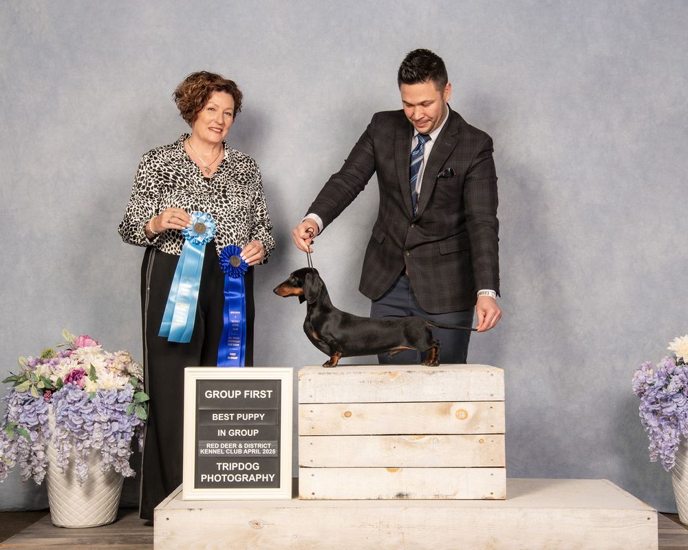 Dog Show Photography Red Deer Conformation Daschund
