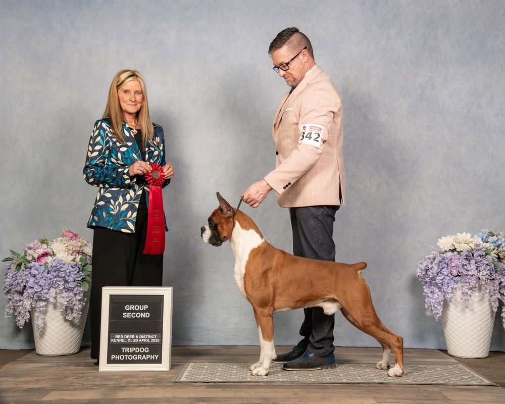 Dog Show Photography Red Deer Conformation Boxer