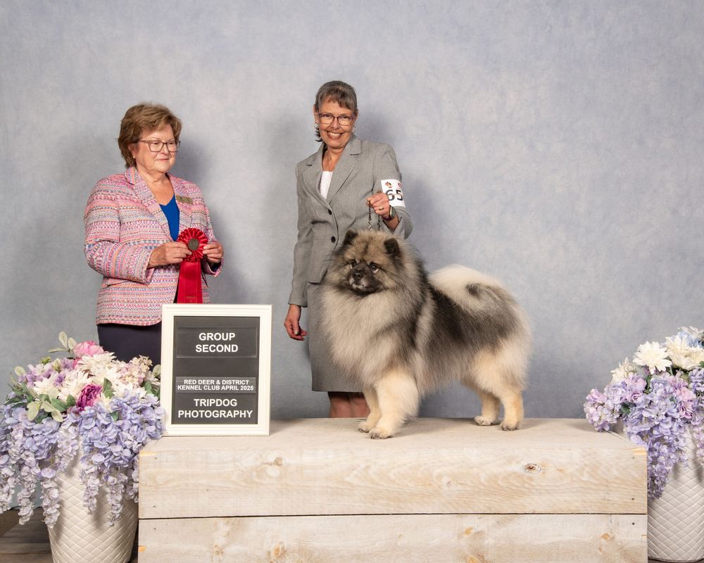 Dog Show Photography Red Deer Conformation Keeshond