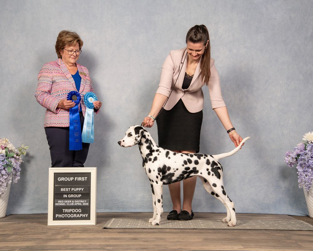 Dog Show Photography Red Deer Conformation Dalmation