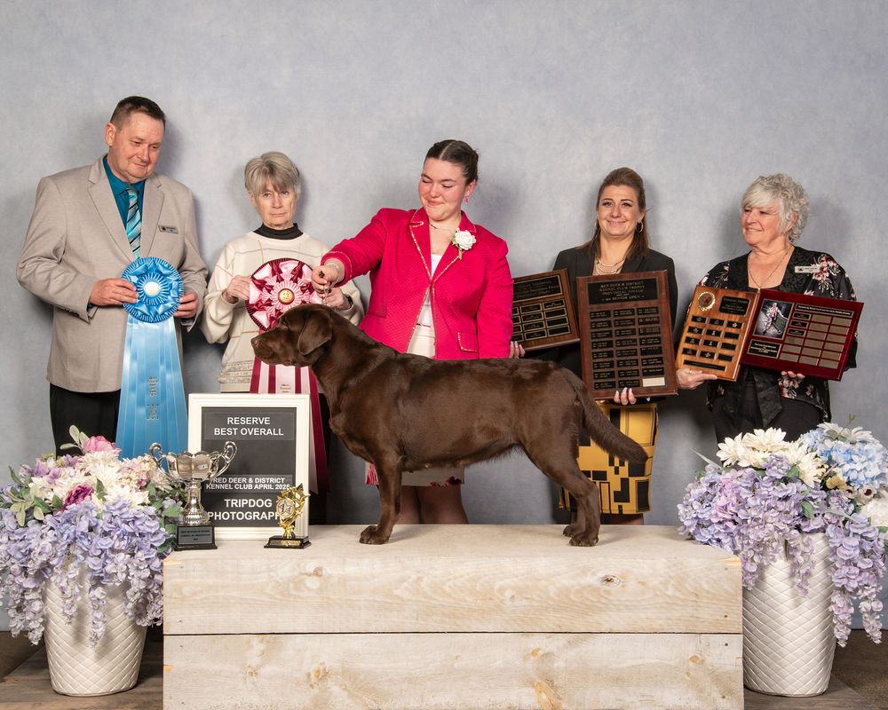 Dog Show Photography Red Deer Conformation Junior Handler, Chocolate Labrador Retriever